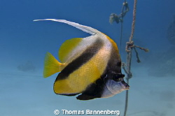 Red Sea bannerfish

NIKON D7000 in a Seacam "Prelude" u... by Thomas Bannenberg 